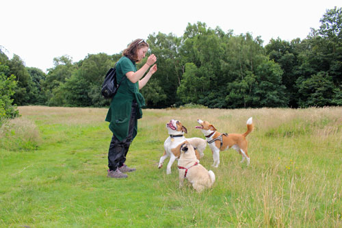 The Green Dog Walking team in action